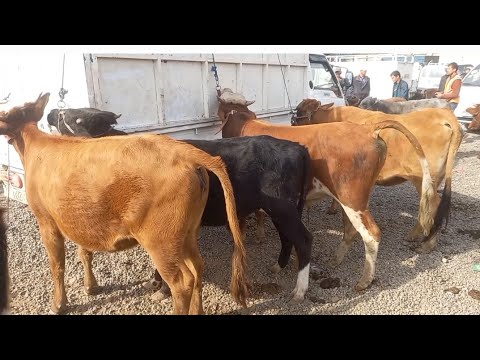 Видео: чоршанбебозори   нохияи хамадони  29 октябр зурибад 👍 👍👍👍