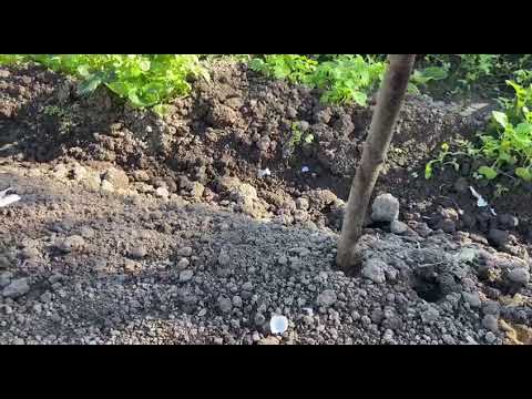 Видео: Посадка чеснока под зиму  4 октября 2025 год