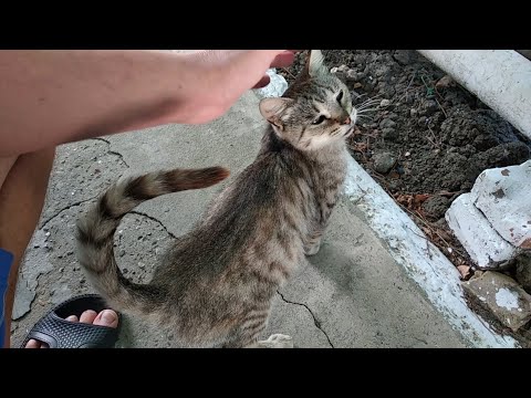 Видео: Коты и Кошки. Разговоры с кошкой!