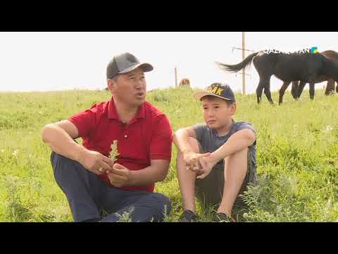 Видео: Табыс сыры - «Тәжікеев» шаруа қожалығының басшысы Жеңіс Тәжікеев