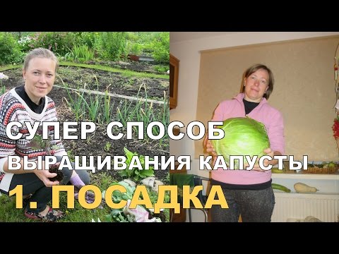 Видео: СУПЕР КАПУСТА на спанбонде. ПОСАДКА / Growing Cabbage on Spunbond. 1