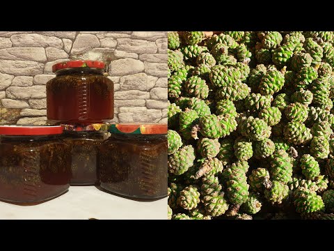 Видео: Варенье из сосновых шишек рецепт ! Сосновый мёд!