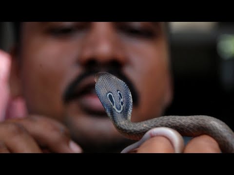 Видео: 10 Самых опасных змей в мире! Ядовитые, агрессивные и очень непредсказуемые змеи!