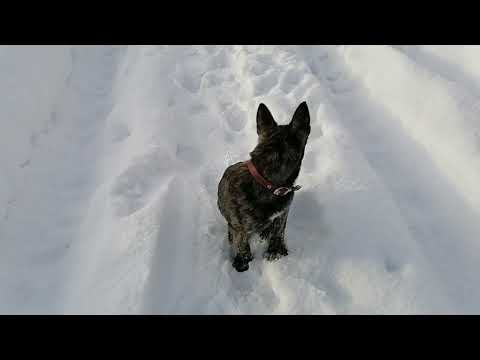 Видео: Прогулка, Елена Решетняк