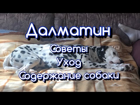 Видео: Далматин. Мой опыт. Нюансы содержания