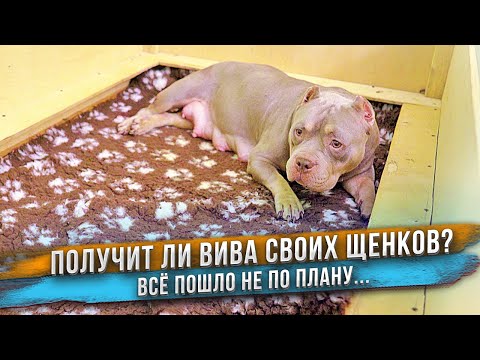 Видео: Я дал щенков Виве, чтобы посмотреть что будет....