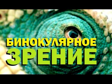 Видео: Галилео. Бинокулярное зрение 🙈 Binocular vision