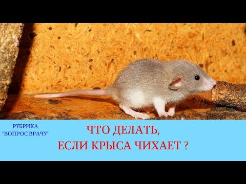Видео: 23.02.18 Крыса часто чихает