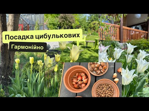 Видео: Як посадити тюльпани. Гармонійно. 