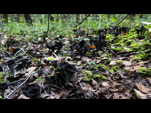 Видео: ЧЁРНАЯ ЛИСИЧКА ПОЛЯНАМИ ! Грибные новости 25 августа ! Грибы 2024 !
