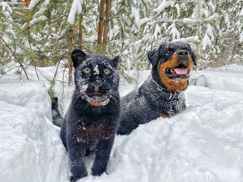 Видео: Отношения между Луной и Вензой. Дружба леопарда и ротвейлера. Кошки и собаки