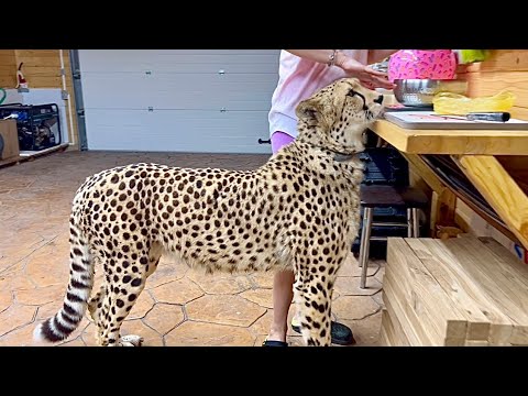 Видео: Гепард стоит рядом с мясом и терпеливо ждёт. Гепард Герда и её самообладание!