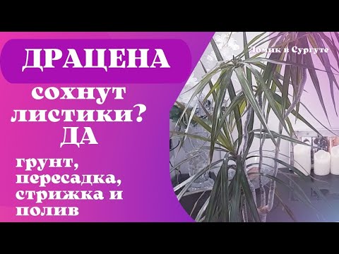 Видео: ДРАЦЕНА особенности грунта, пересадки и полива.