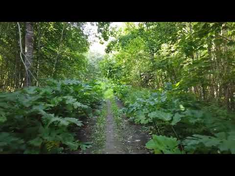 Видео: Преимущества пожилого возраста / Ботаническое / Прогулка