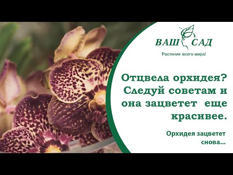 Видео: 🌸 Орхидея после цветения - как ухаживать и заставить цвести её снова. Ваш сад