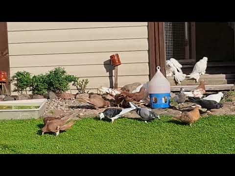 Видео: Мошенничество или