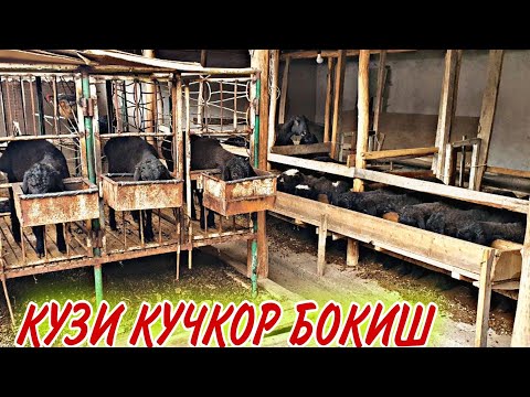 Видео: Кузи Кучкор Бокиш Услублари