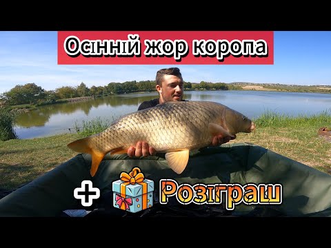 Видео: ОСІННЯ РИБОЛОВЛЯ НА МОНСТРІВ! КОРОПИ ВИРИВАЮТЬ ВУДКУ З РУК! РОЗІГРАШ 10 КГ КОРМУ!!