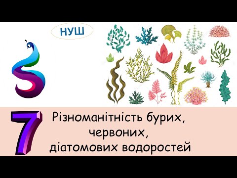 Видео: Різноманітність бурих, червоних, діатомових водоростей