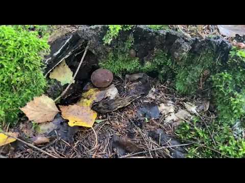 Видео: Прогулка по лесу за грибами  Глухие белые и боровики