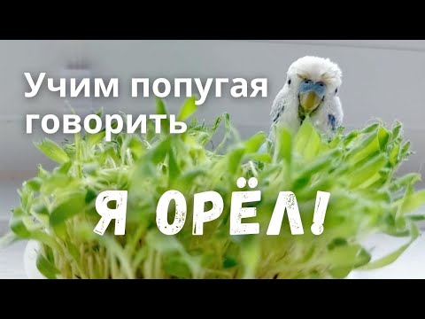 Видео: Учим попугая говорить Я орёл!