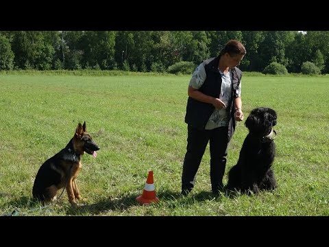 Видео: ДТ - 384. Служебные собаки в полевых условиях: РЧТ, овчарки.