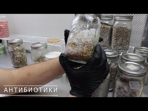 Видео: Что такое Грибной Спаун? Антибиотики, Генерации, Инокуляция, Мицелий