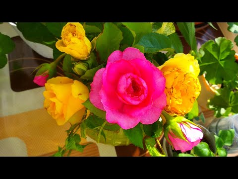 Видео: Трипсы на розах