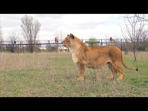 Видео: ВОТ ТАК ЛЕВ МАЛЫШ !!! Львица интриганка !!!