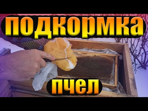 Видео: Как спасти пчел зимой? Подкормка пчел зимой медом