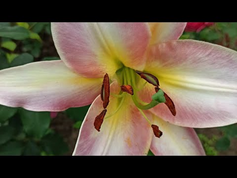 Видео: Розы + Лилии = Моя Любовь💓💖💗