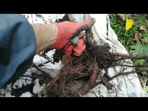 Видео: 9.11.25. Як запакувати саджанці дерев щоб не переплачувати за доставку.