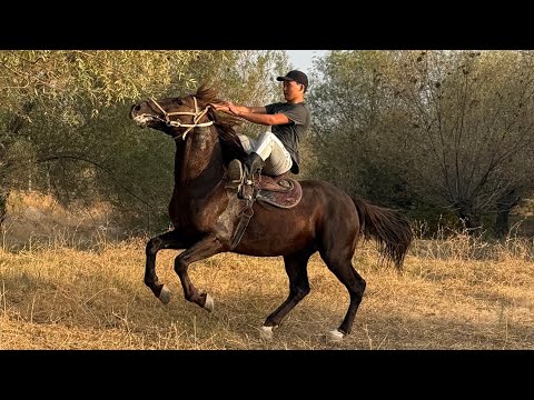 Видео: ШОКОЛАД ТОБУ ӨТӨ КАТТУУ ҮЙҮРҮ 100 % 💪🏻 #байтв 