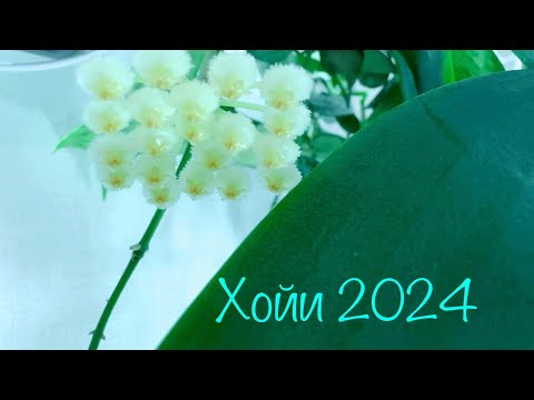 Видео: Хойи (. Обзор 2024 )