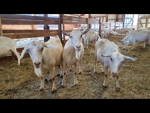 Видео: Козьи копыта // Раздой без окота // Коза похудела