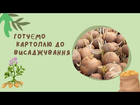 Видео: Готуємо картоплю до висаджування