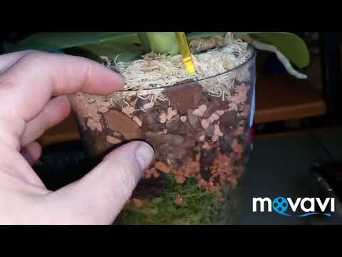 Видео: Особенности полива орхидей в закрытой системе в холодный период .Мой опыт.