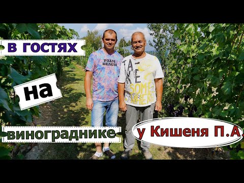 Видео: Виноградари Беларуси. В гостях у Кишеня Петра Антоновича.