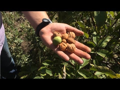 Видео: Сад сеянцев Идеал и Кочерженко 2017