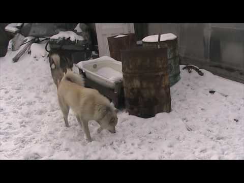 Видео: гибрид лайки с волком