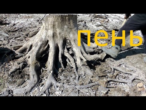 Видео: как и где достать пень