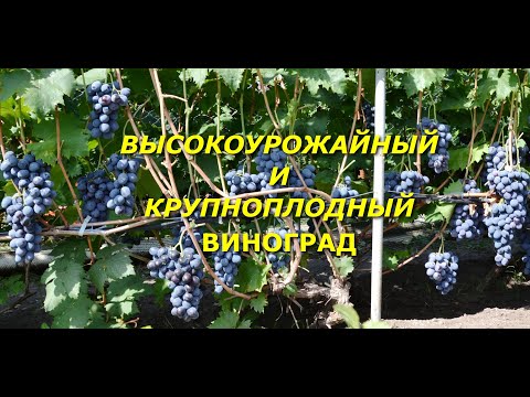 Видео: Высокоурожайный и крупноплодный виноград