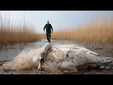 Видео: POV Через болота: Спасение попавшего в ловушку лебедя