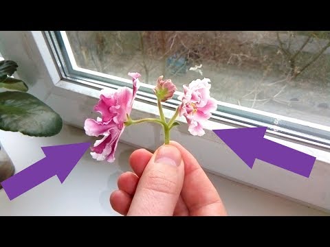 Видео: КАК УКОРЕНИТЬ ОЧЕНЬ КРАСИВЫЙ ЦВЕТОНОС!  Все внимание СЮДА!