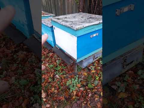 Видео: Скільки кормів за зиму споживає нуклеус?