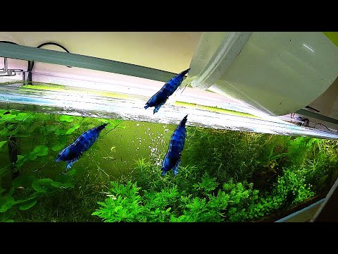 Видео: Запустил креветок в травник!