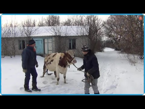 Видео: НАМ СТОЛЬКО КОРОВ НЕ НУЖНО, ТАК БУДЕТ ЛУЧШЕ ДЛЯ ВСЕХ, ЖИЗНЬ В ДЕРЕВНЕ