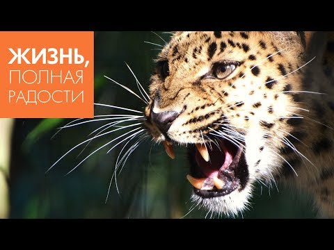 Видео: Джойс Майер: Изгоните страх ч. 1