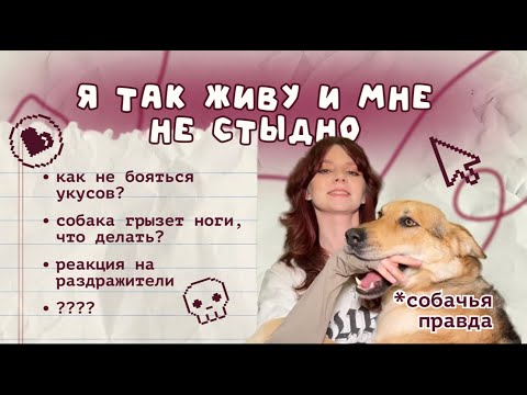 Видео: Я ТАК ЖИВУ И МНЕ НЕ СТЫДНО: моя собака-кусака. Честные ответы на неудобные вопросы