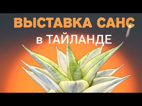 Видео: Выставка сансевиерий в Тайланде. Sansevieria exhibition in Thailand.